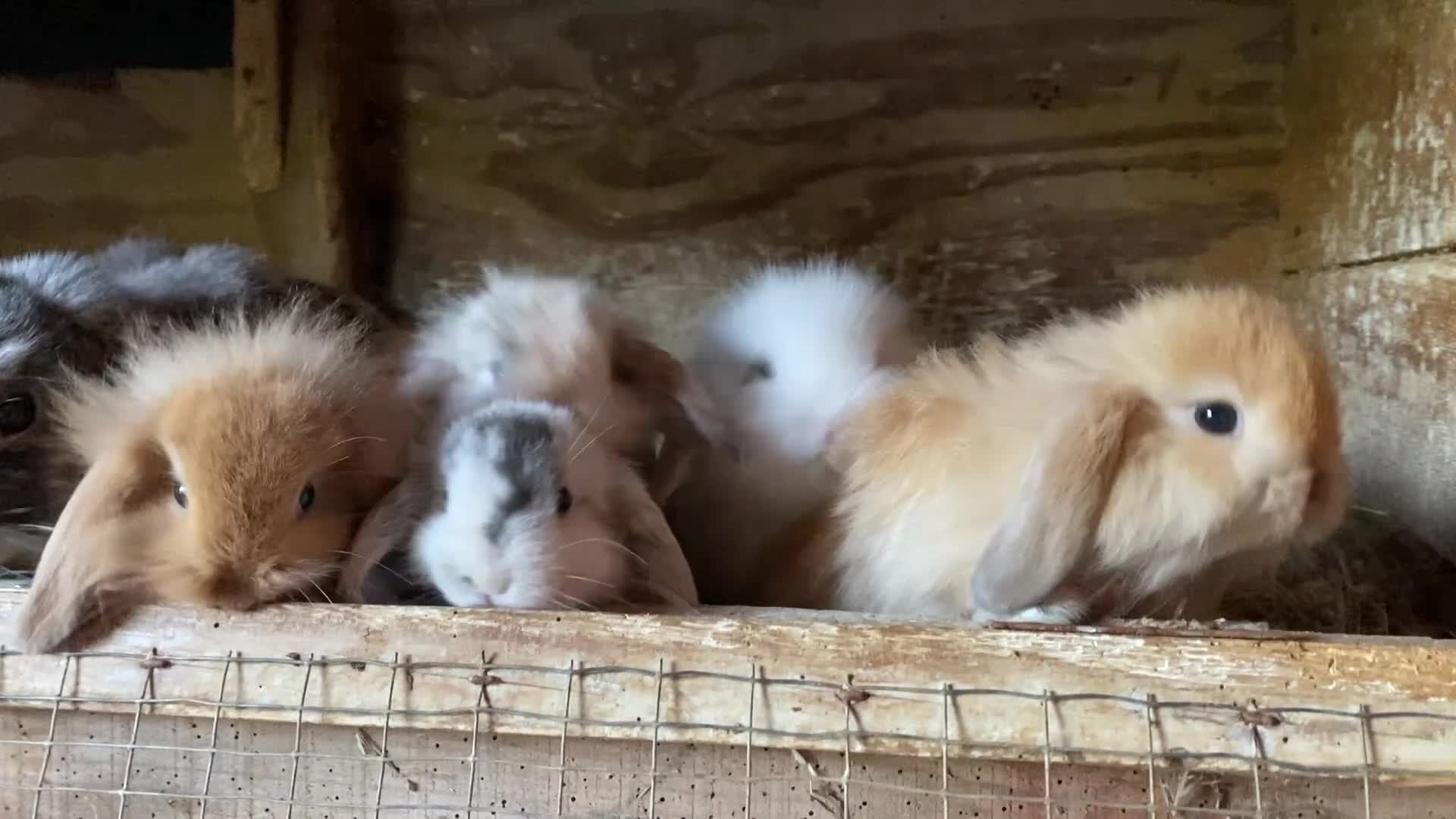 Mini Lop rabbits for sale: Mini Lops and Mini Lion Lops. Unusual colours. - Video 1