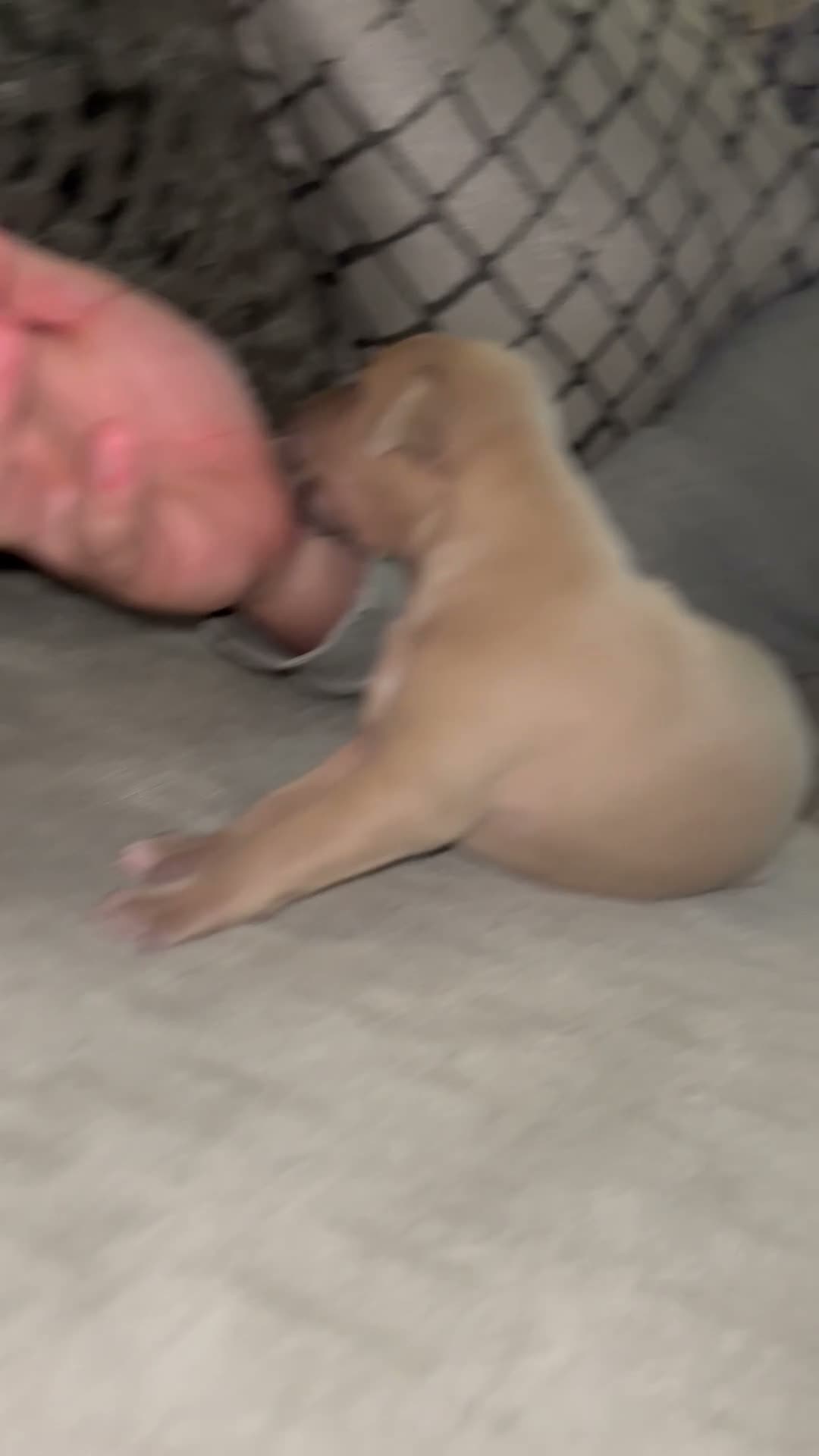 Mixed Breed dogs for sale: Whippet x Italian Greyhound Puppies  - Video 2