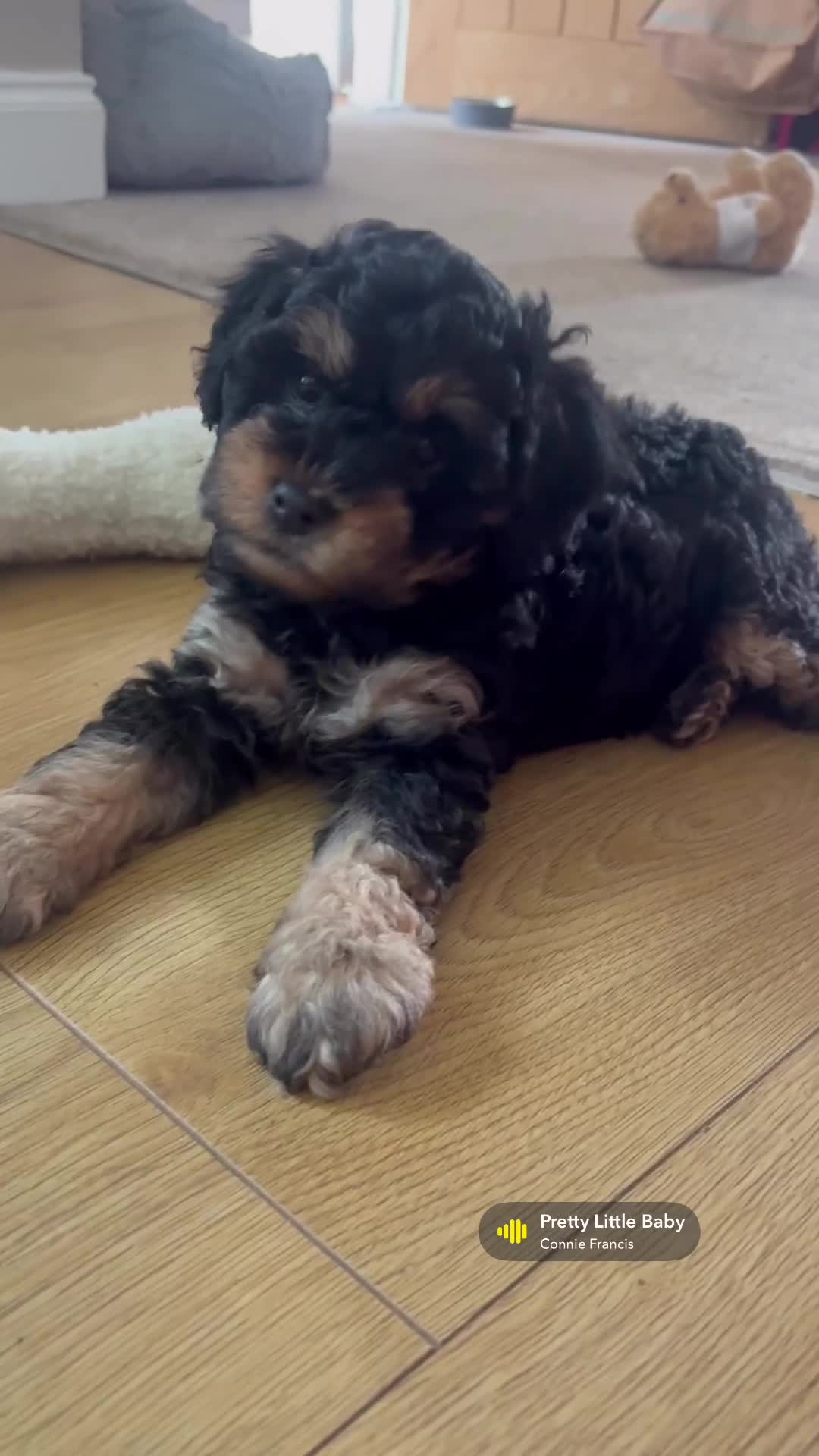 Cavapoo dogs for sale: REDUCED! 1 gorgeous little boy left and ready! in Grays - Video 1