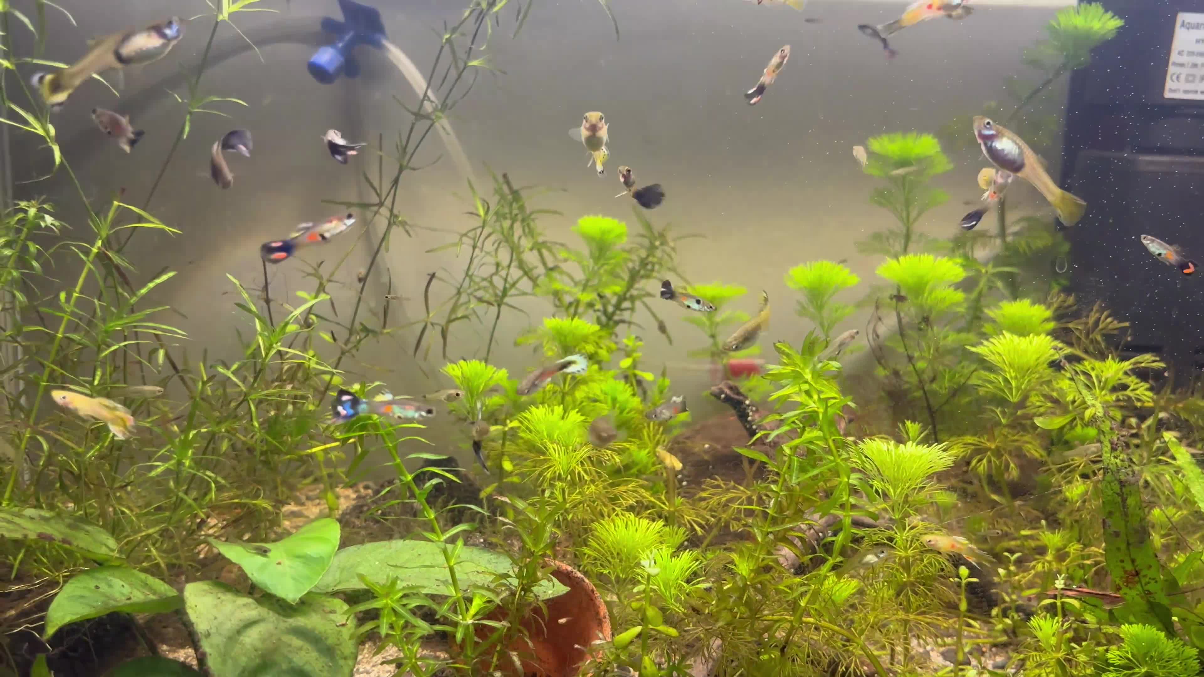Live Bearers fish for sale: Mixed guppies  in Bath - Video 1