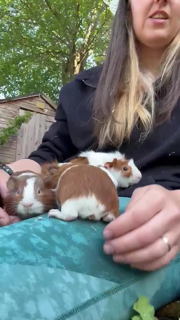 Guinea Pig rodents for sale: Gorgeous baby guinea pigs. Sheffield - Video 1