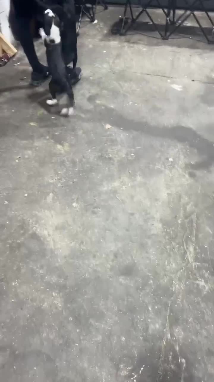 Mixed Breed dogs for sale: 2 female puppies for sale  - Video 4