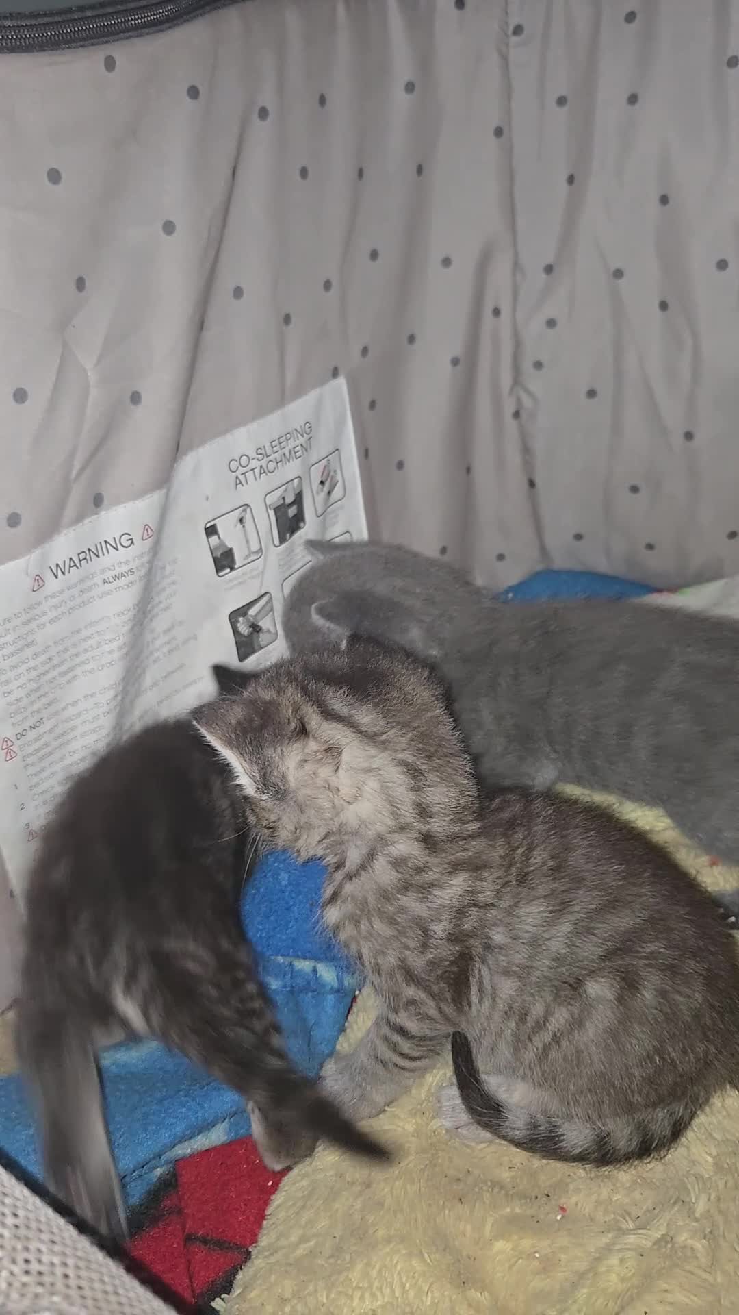 Mixed Breed cats for sale: Beautiful sphynx cross in Mold - Video 1