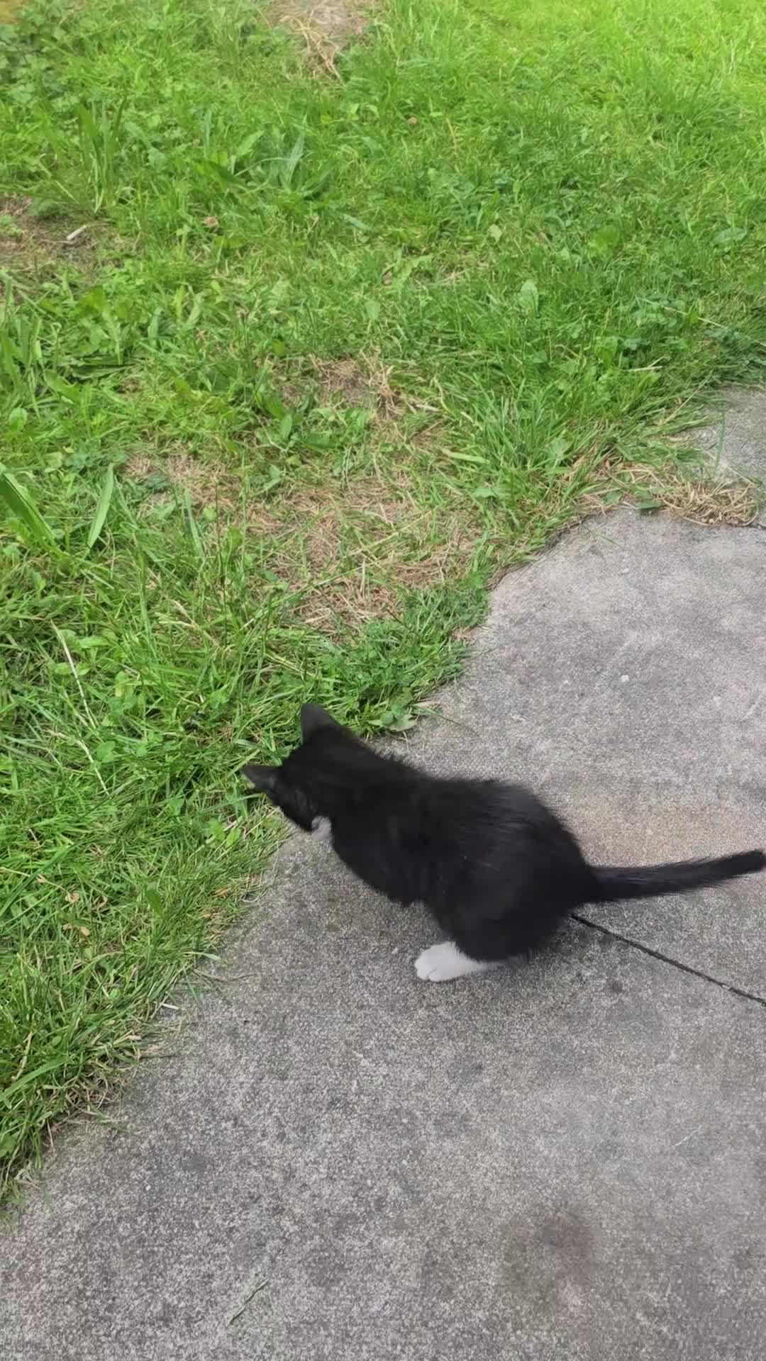 Mixed Breed cats for sale: Kitten  - Video 2