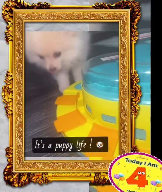 Pomeranian dogs for sale: 🩵👀1 In A Million SKY 🩵 BLUE EYES 🧸 POM😍👀🏆  in London - Video 5