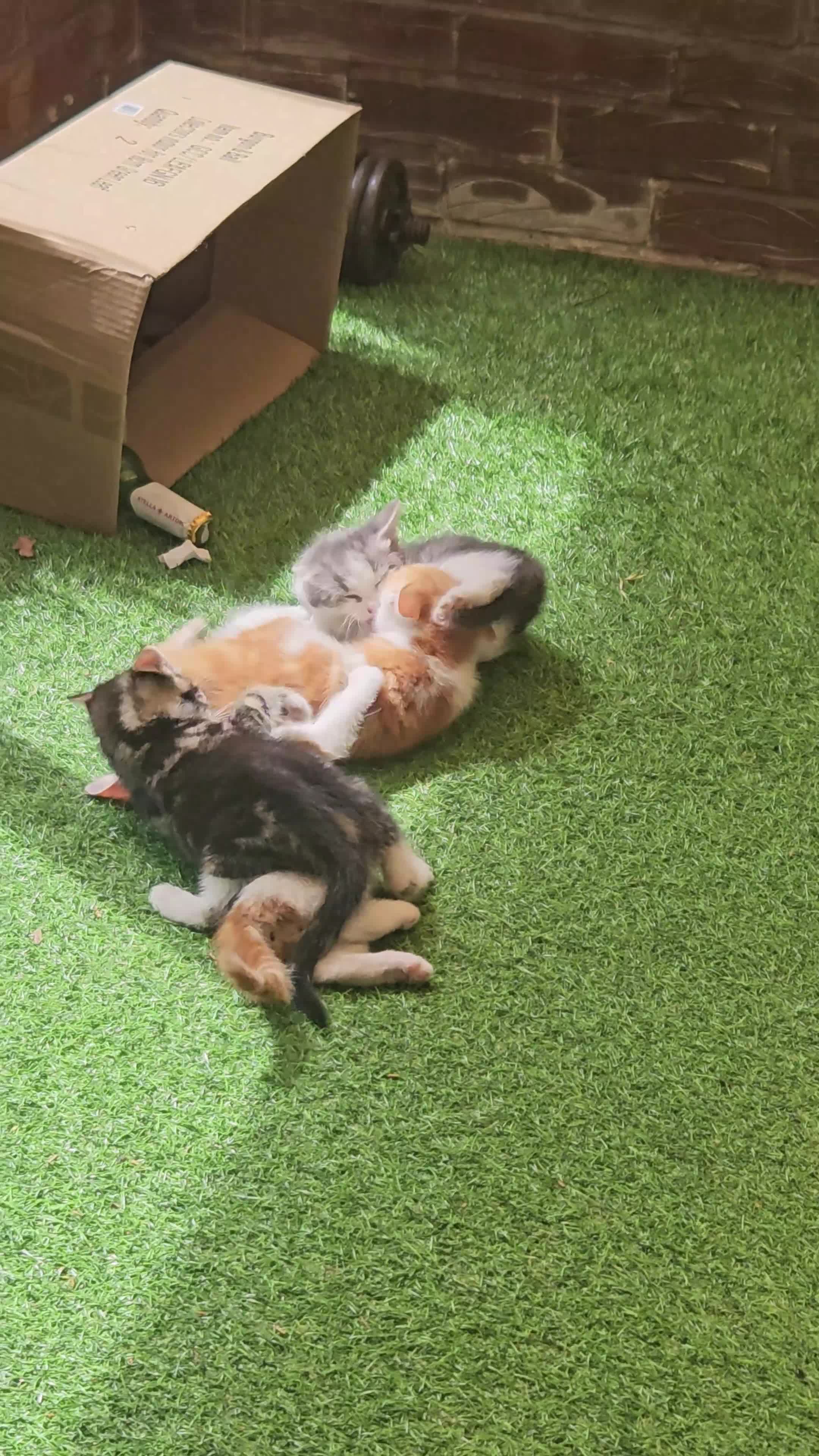 Mixed Breed cats for sale: 4 Kittens + 1 young cat - Video 1