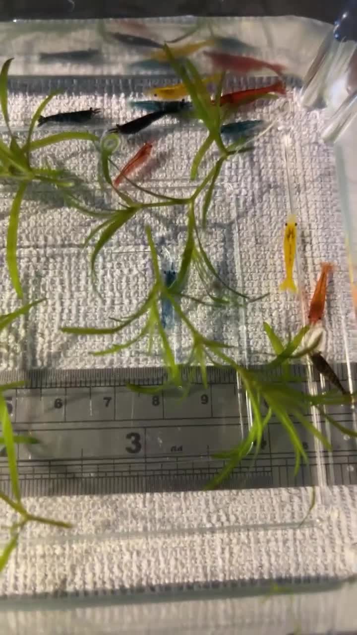 Shrimps fish for sale: freshwater shrimp in assorted colors  - Video 1