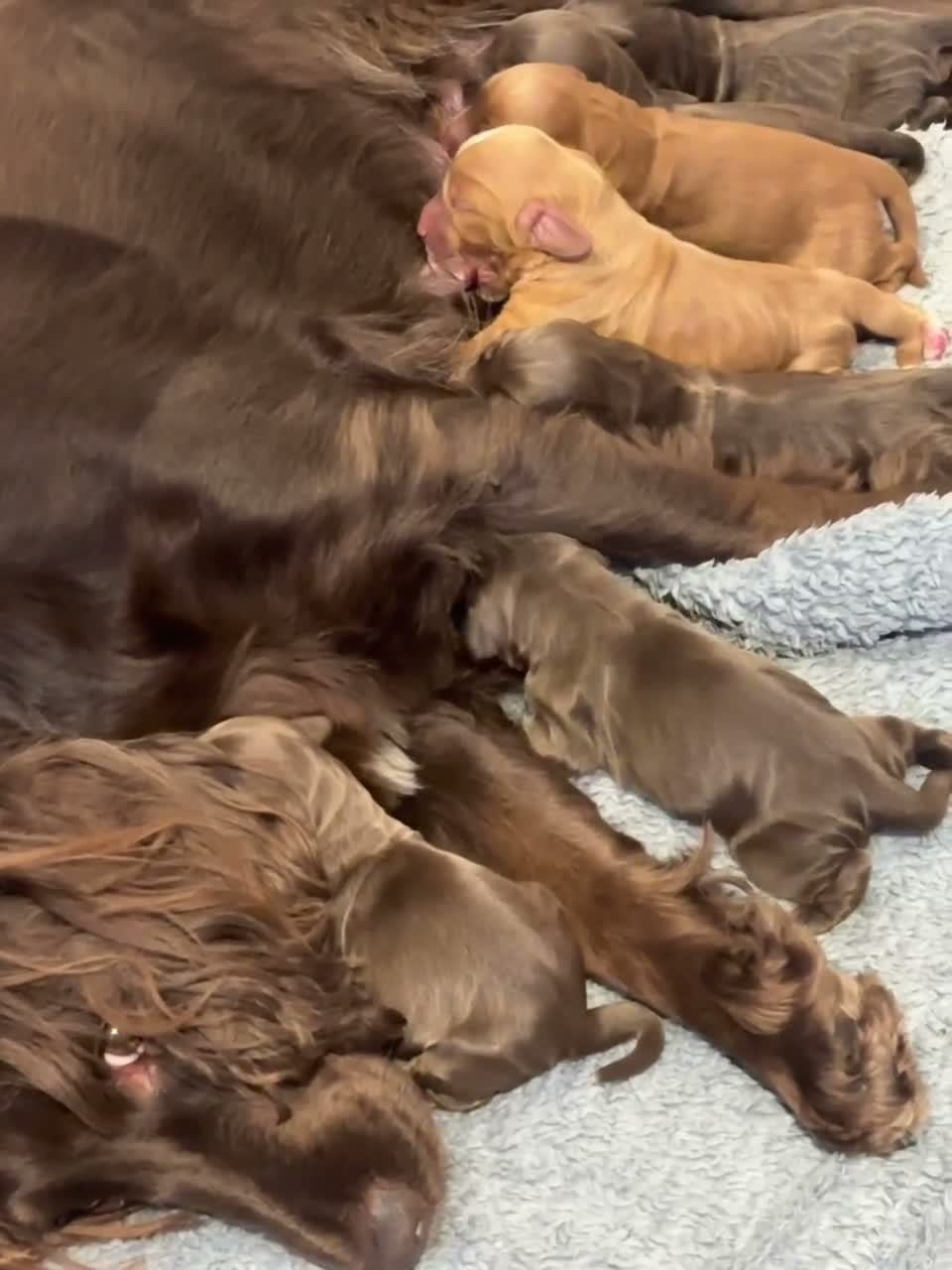 Cocker Spaniel dogs for sale: Working cocker spaniel pups  - Video 1