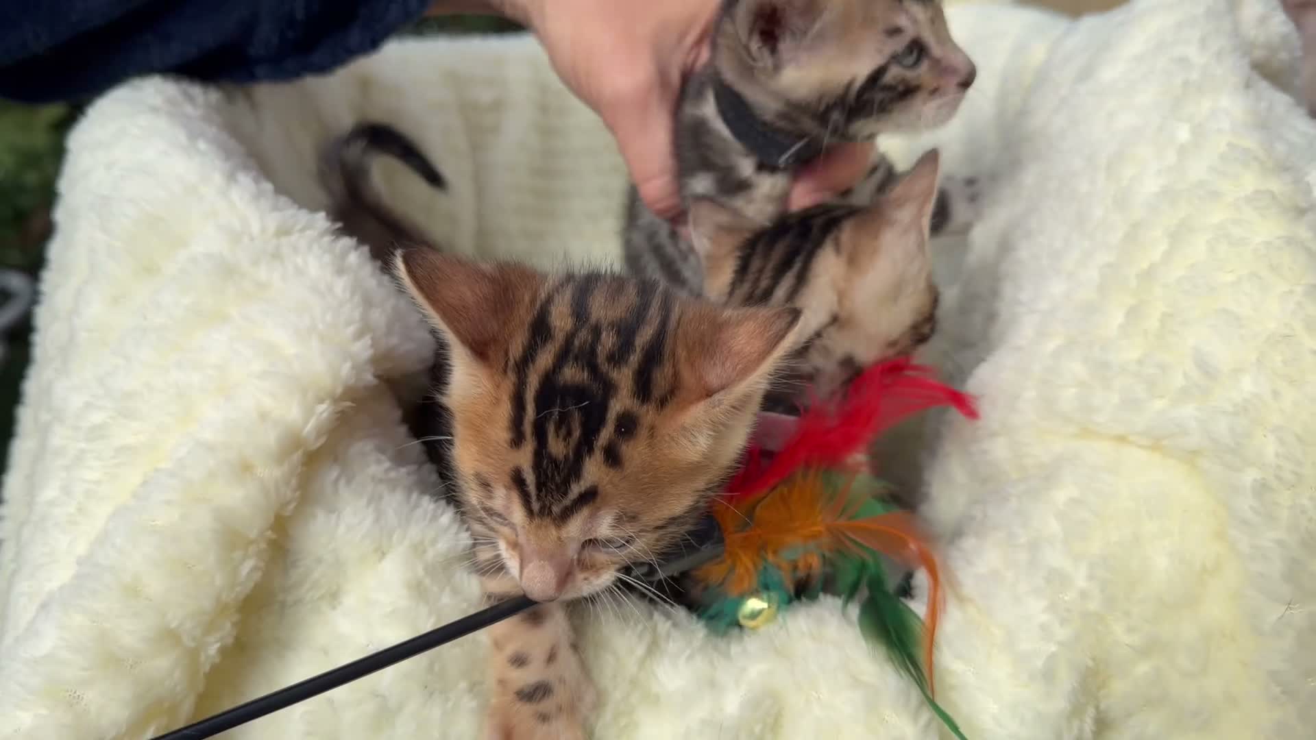Bengal cats for sale: 3 BENGAL KITTENS - HEALTH/GENETIC TESTED  - Video 4
