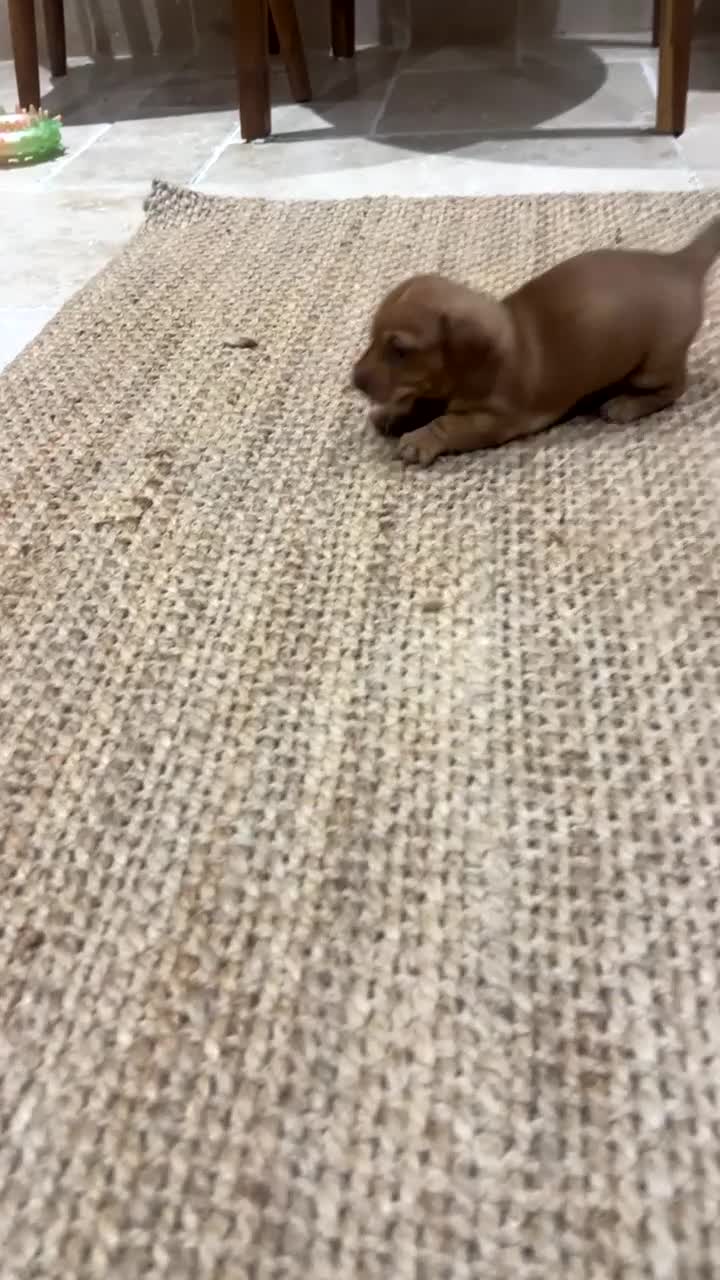Dachshund dogs for sale: READY NOW OUTSTANDING PUPPIES  - Video 3