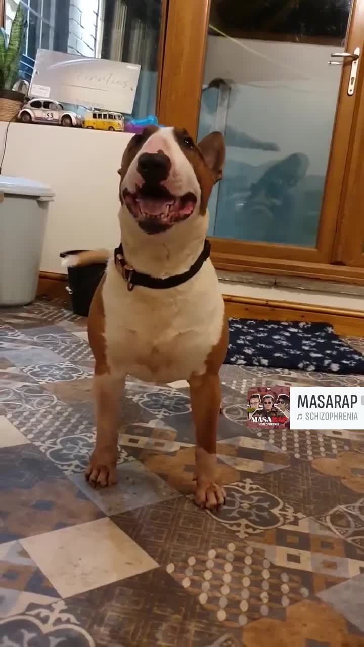 Bull Terrier dogs for sale: !!!!!!!!!! ALL PUPPIES NOW RESERVED !!!!!!!! - Video 2