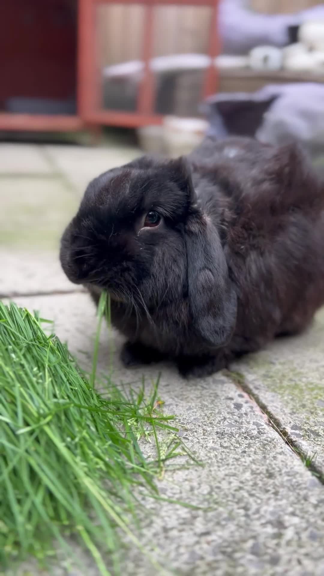 Cashmere Lop rabbits for sale: Two boy buns looking for forever home NOT BONDED - Video 2