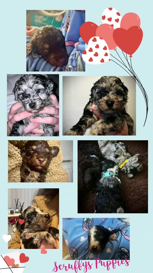 Cockapoo dogs for stud: F1 Blue Phantom merle Cockerpoo standing at stud in Basildon - Video 2