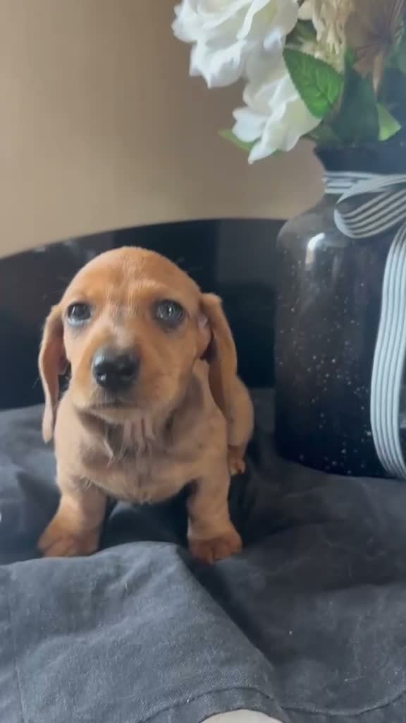 Dachshund dogs for sale: Unreal dachshund pups  - Video 3