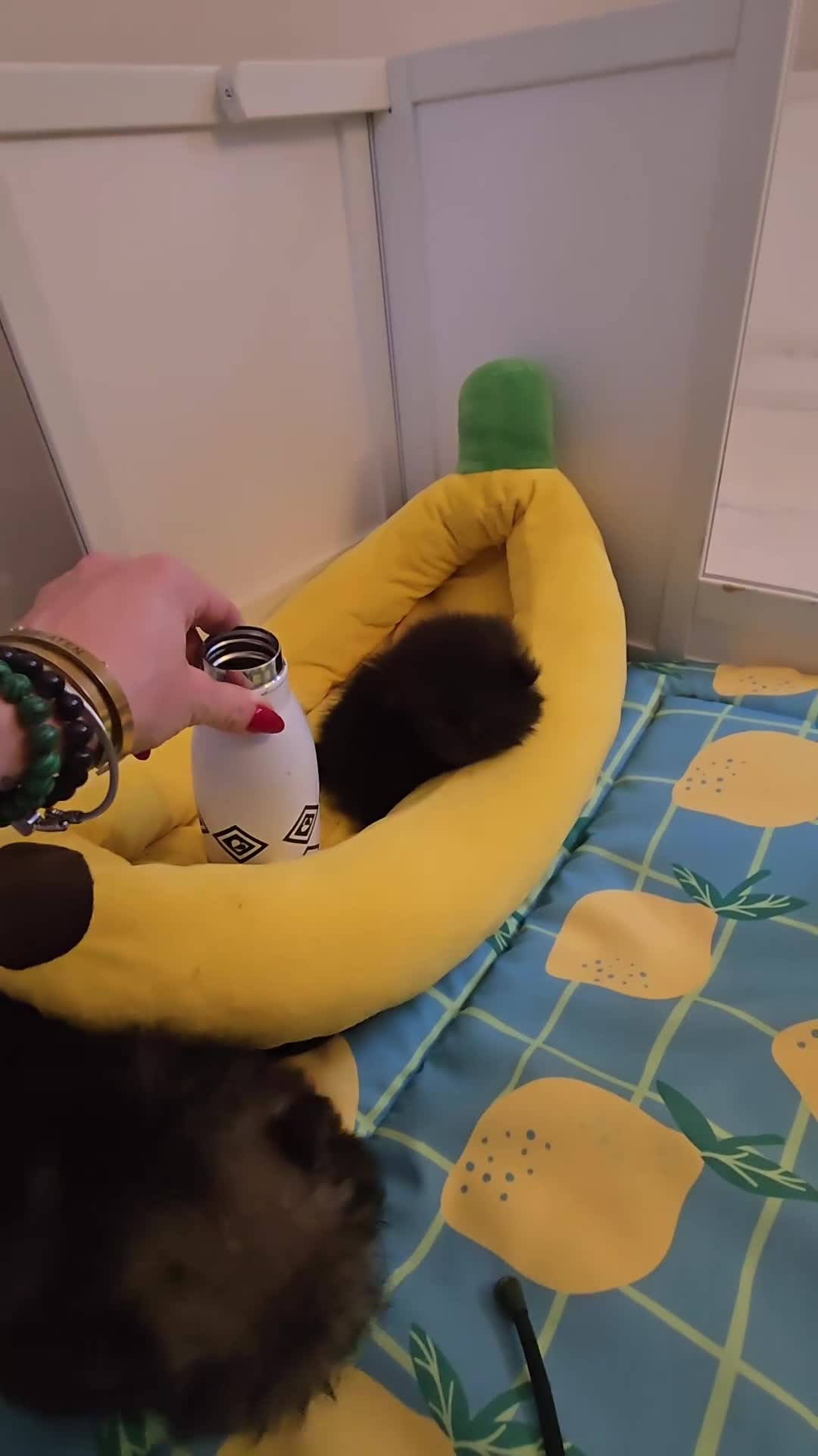 Pomeranian dogs for sale: Pomeranian 1 boy left 🤍 40+🏆lines - Video 2