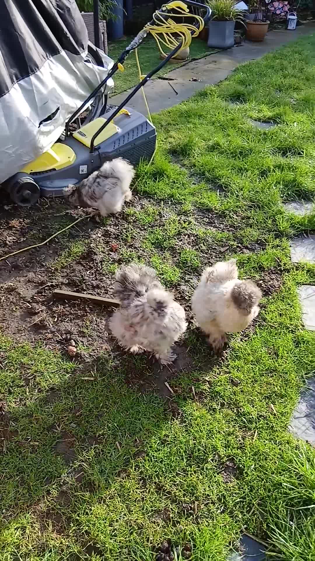 Chickens poultry for sale: 3 beautiful fluffy silkie chickens  - Video 1