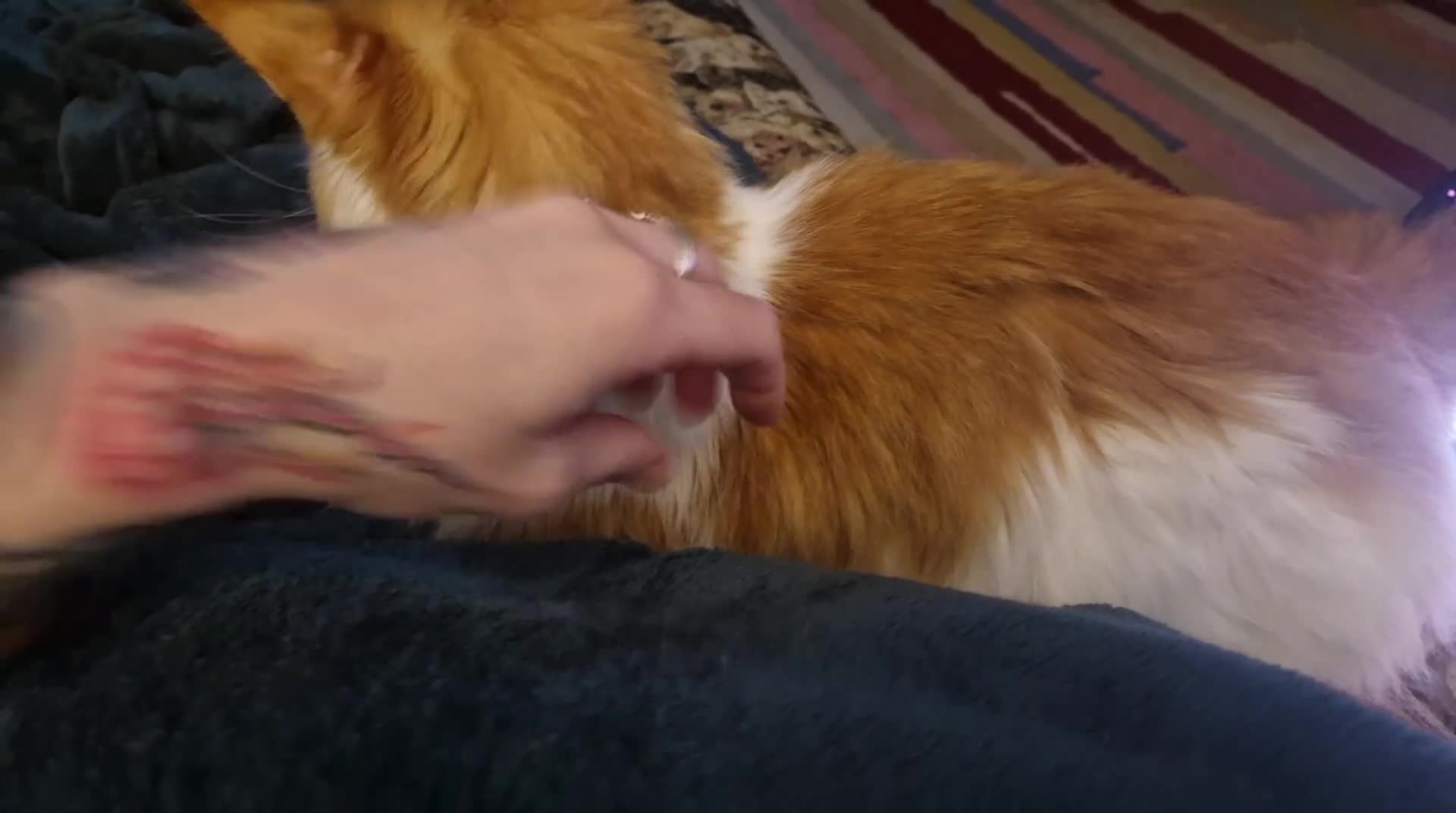 Maine Coon cats for sale: Stunning Maine Coon Babies - Video 3