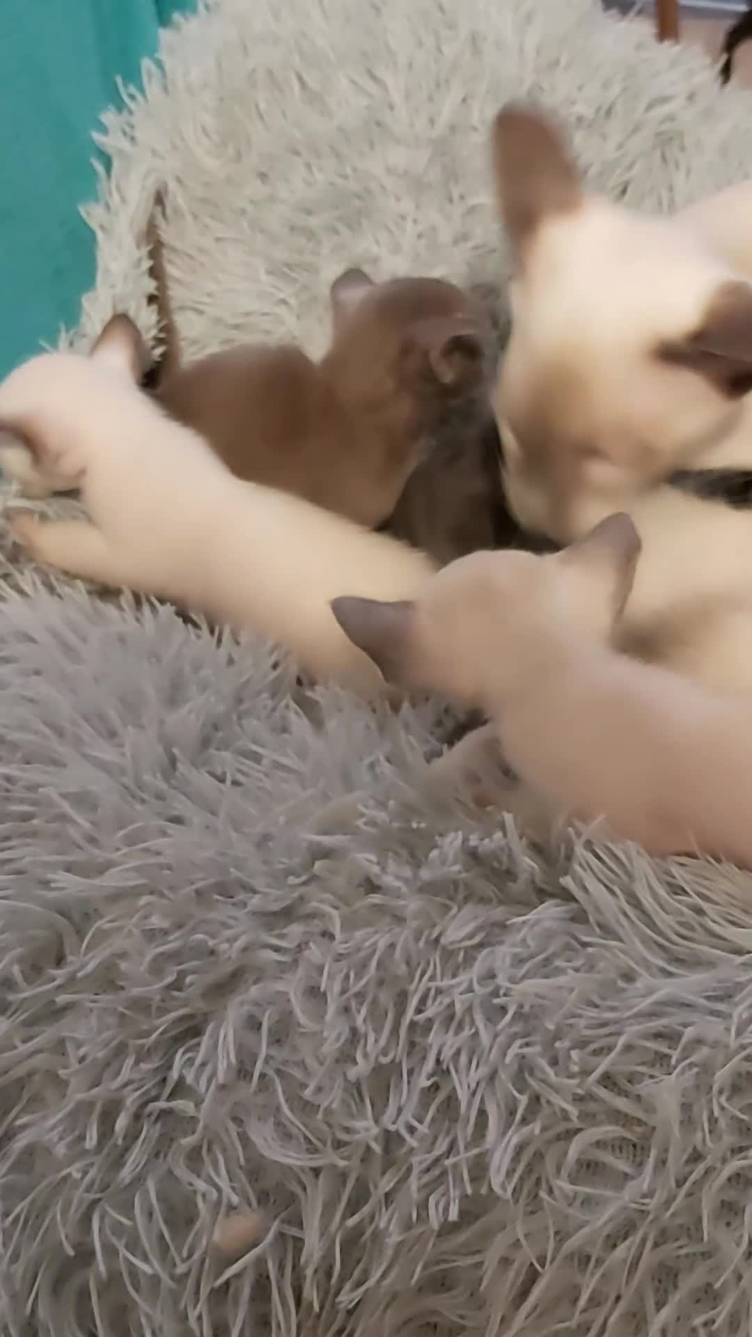 Oriental cats for sale: Full Pedigree Oriental 6 Kittens XL size ears GCCF - Video 2