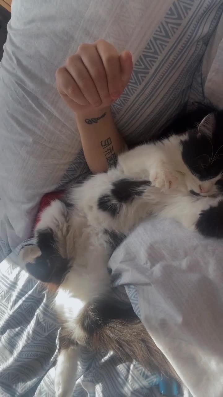 British Longhair cats for sale: British Longhair - Video 2