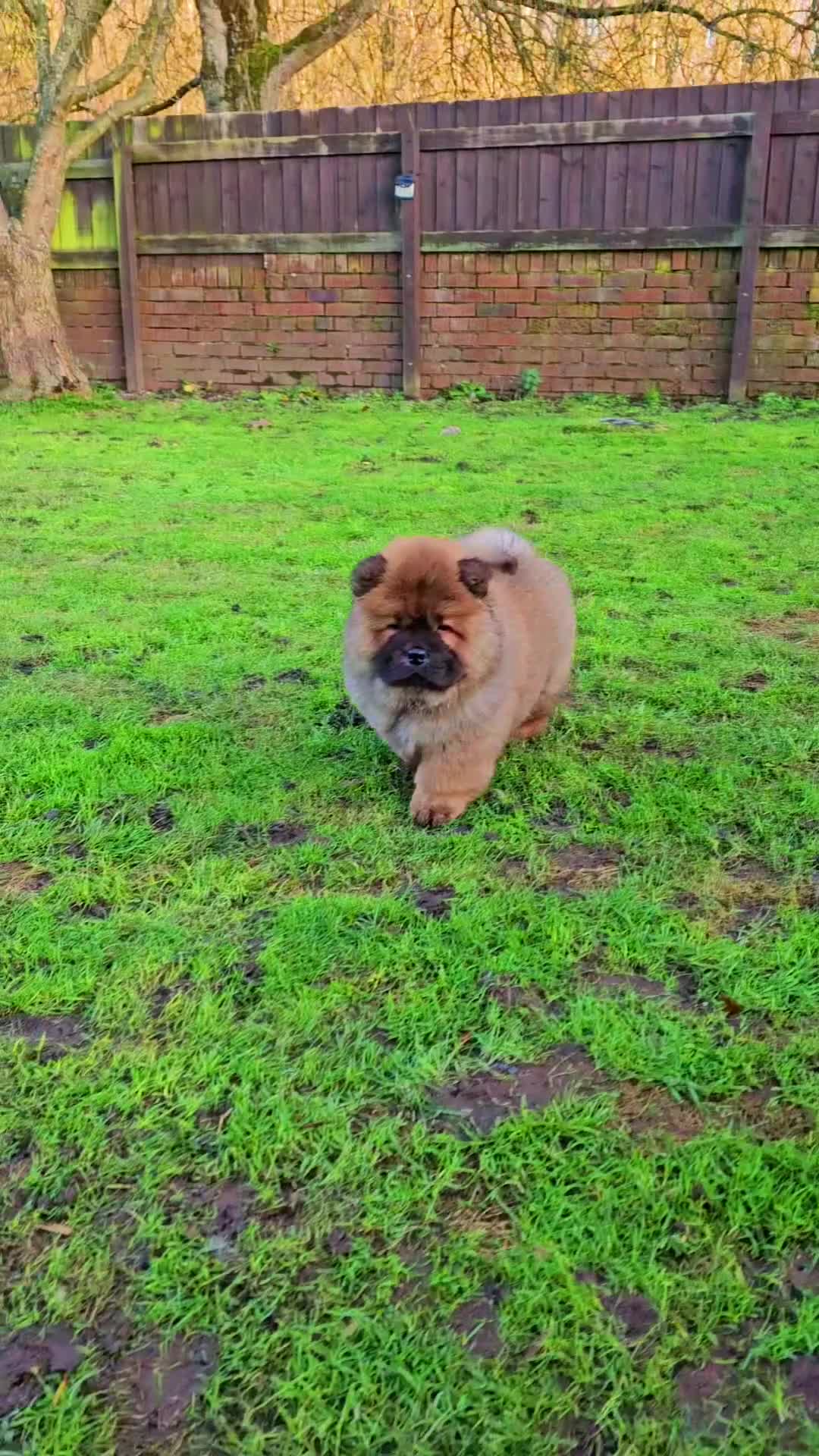 Chow Chow dogs for sale: Crufts pedigree puppy  - Video 1