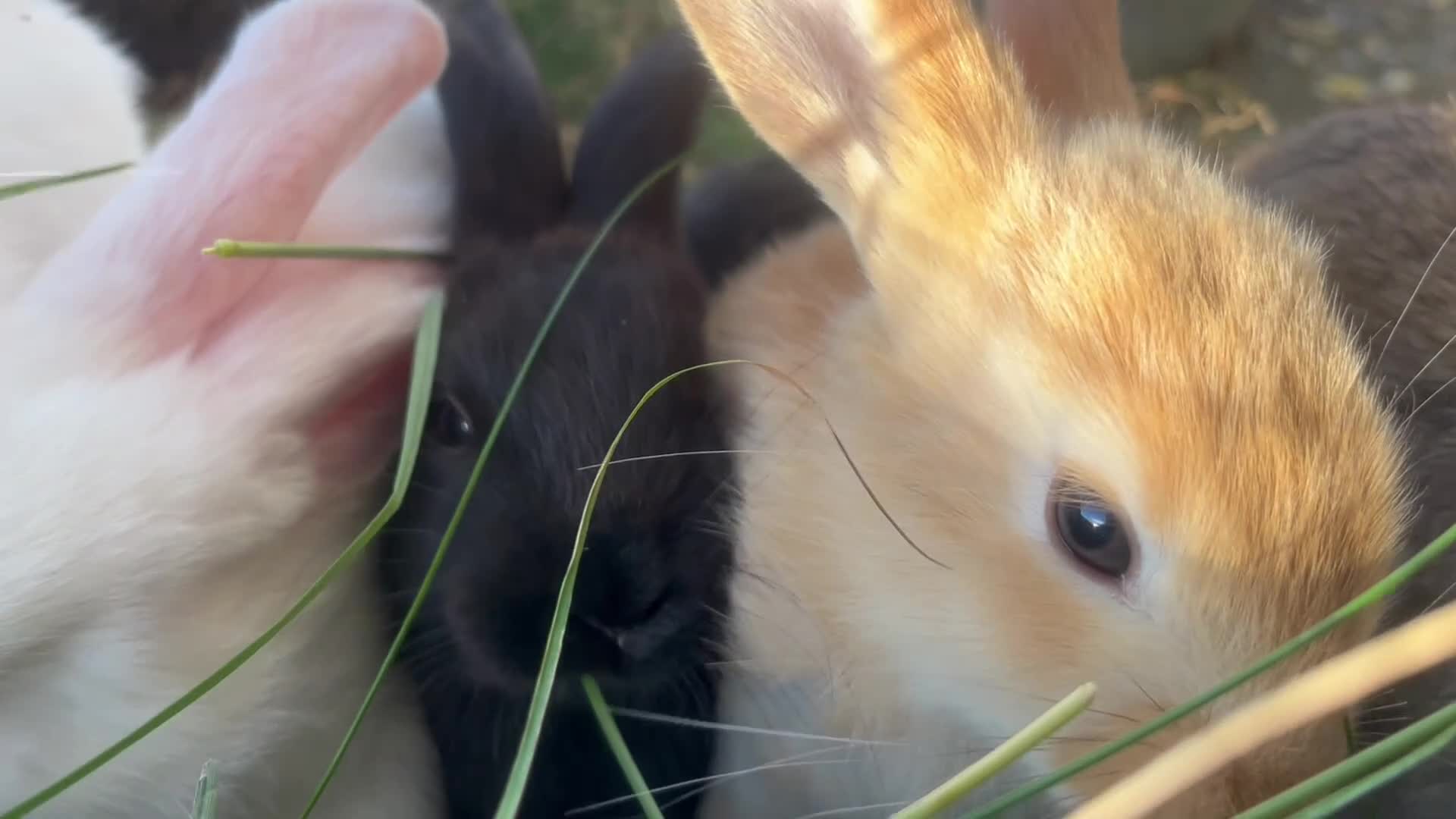 Mixed Breed rabbits for sale: Mixed baby rabbits - Video 2