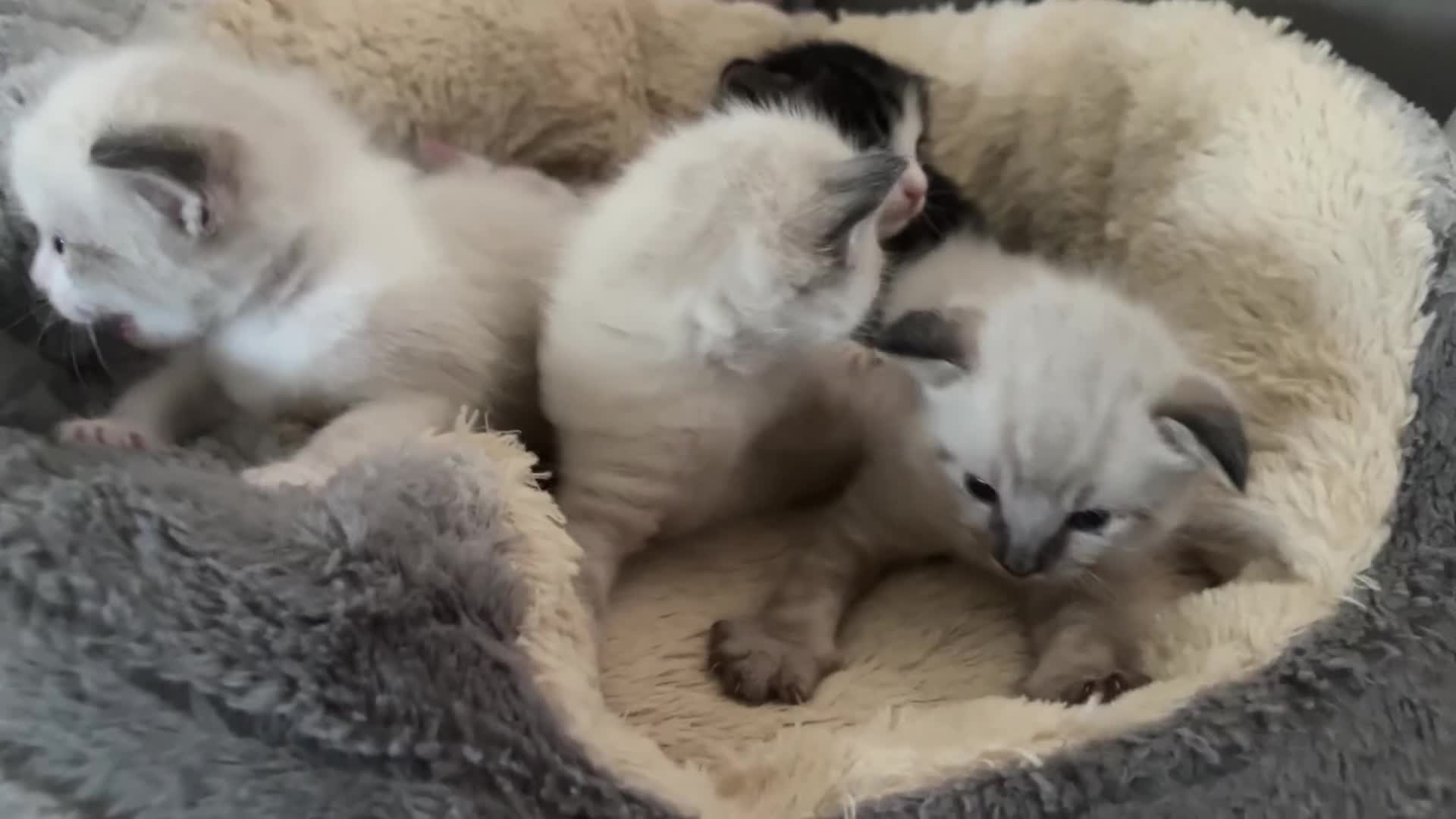 Bengal cats for sale: Ragdoll x Egyptian mau kitties  - Video 1