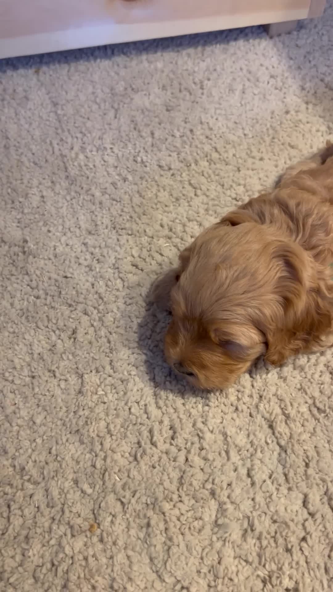 Double Doodle dogs for sale: Doubledoodle - Video 3