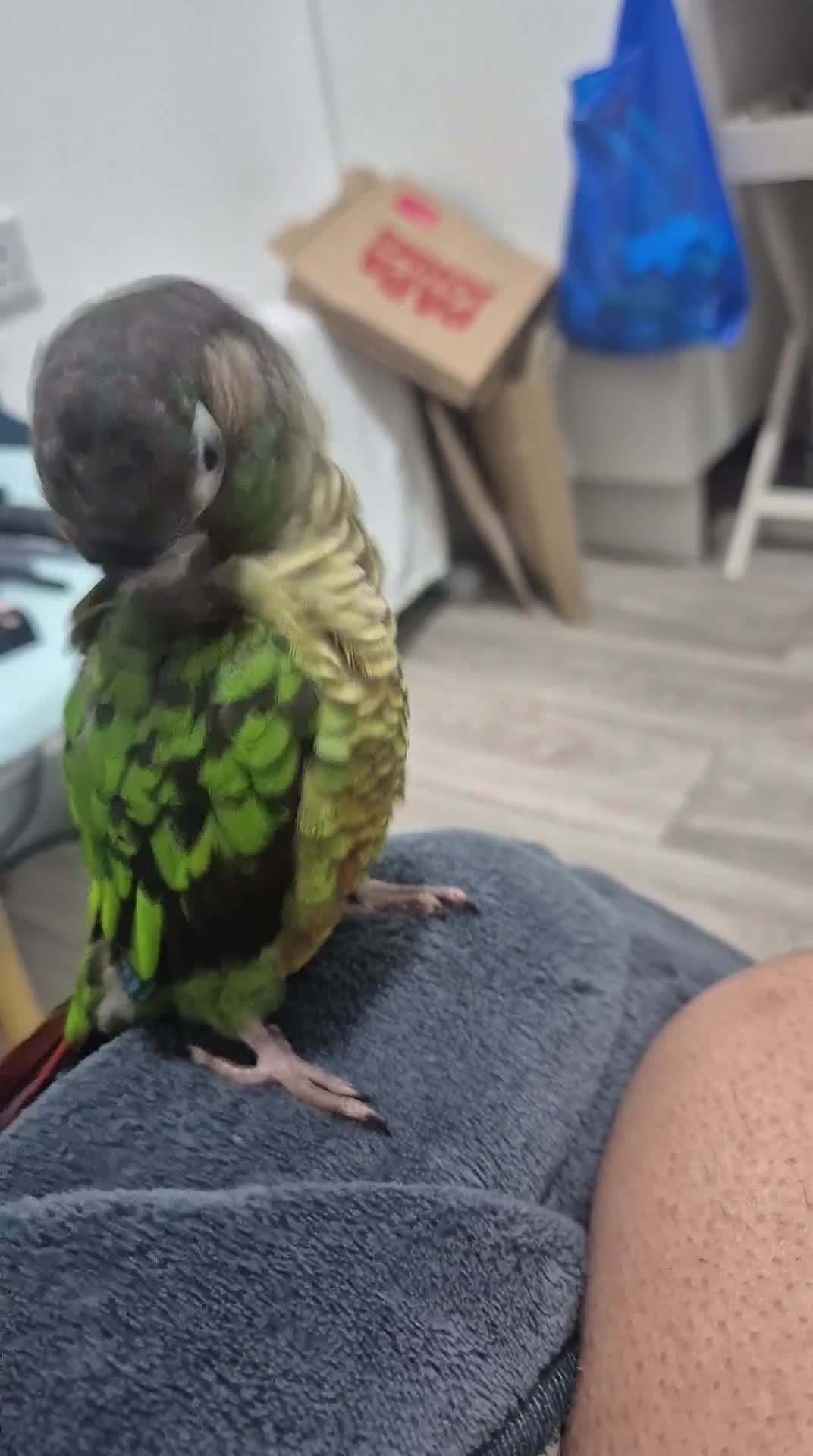 Conures birds for sale: Tame male conure 9 months old  - Video 1