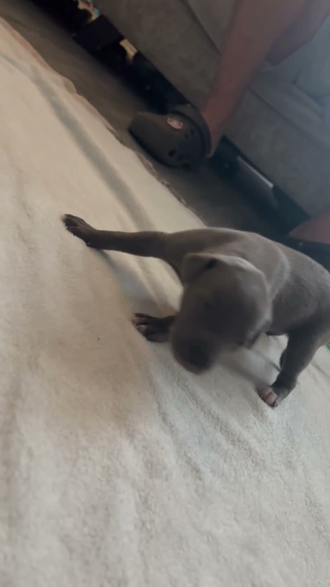 Mixed Breed dogs for sale: Whippet x Italian Greyhound Puppies  - Video 4