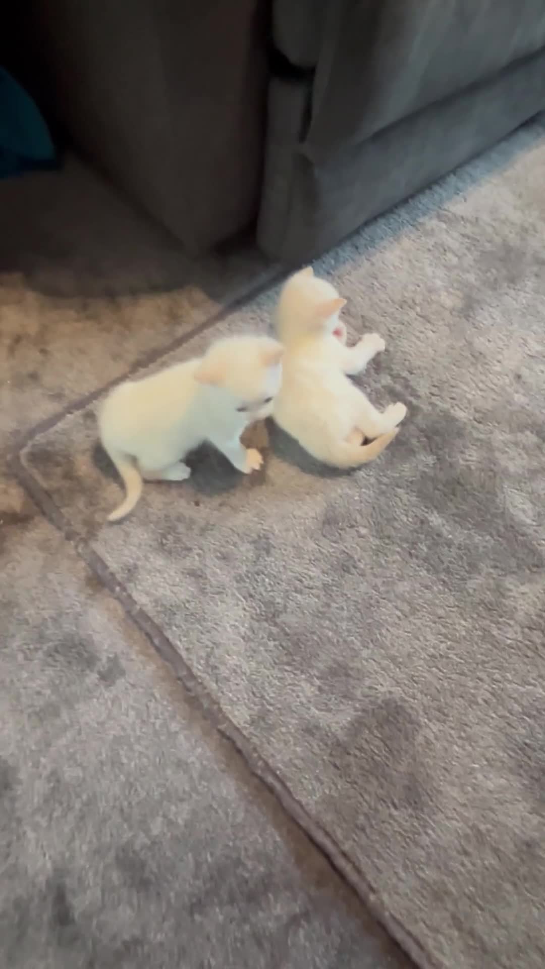 Mixed Breed cats for sale: Gorgeous fully kittens  - Video 1