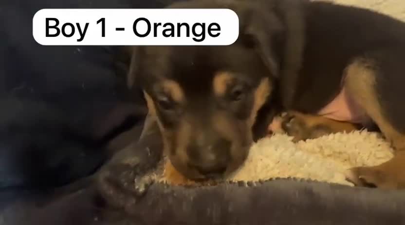 Mixed Breed dogs for sale: Staffy x belgian malinois  - Video 5