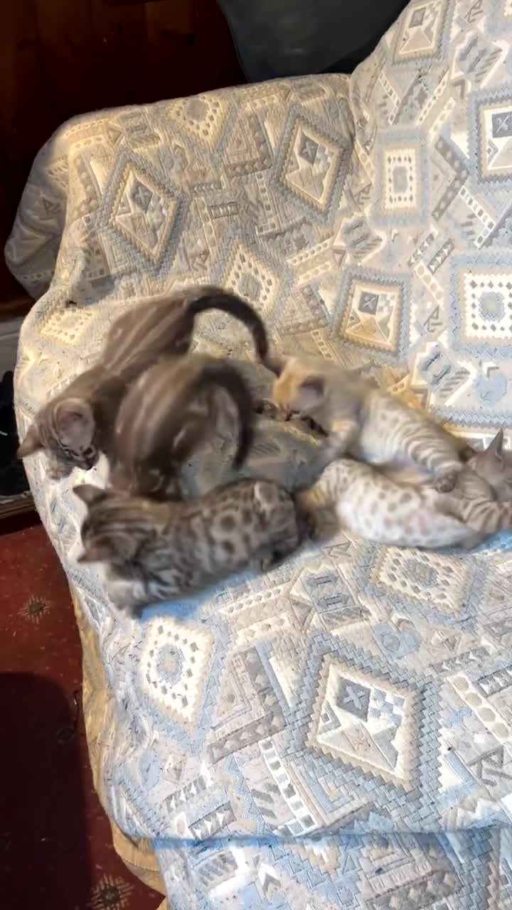Bengal cats for sale: 🐾 Stunning TICA Registered Bengal Kittens 🐾 - Video 1