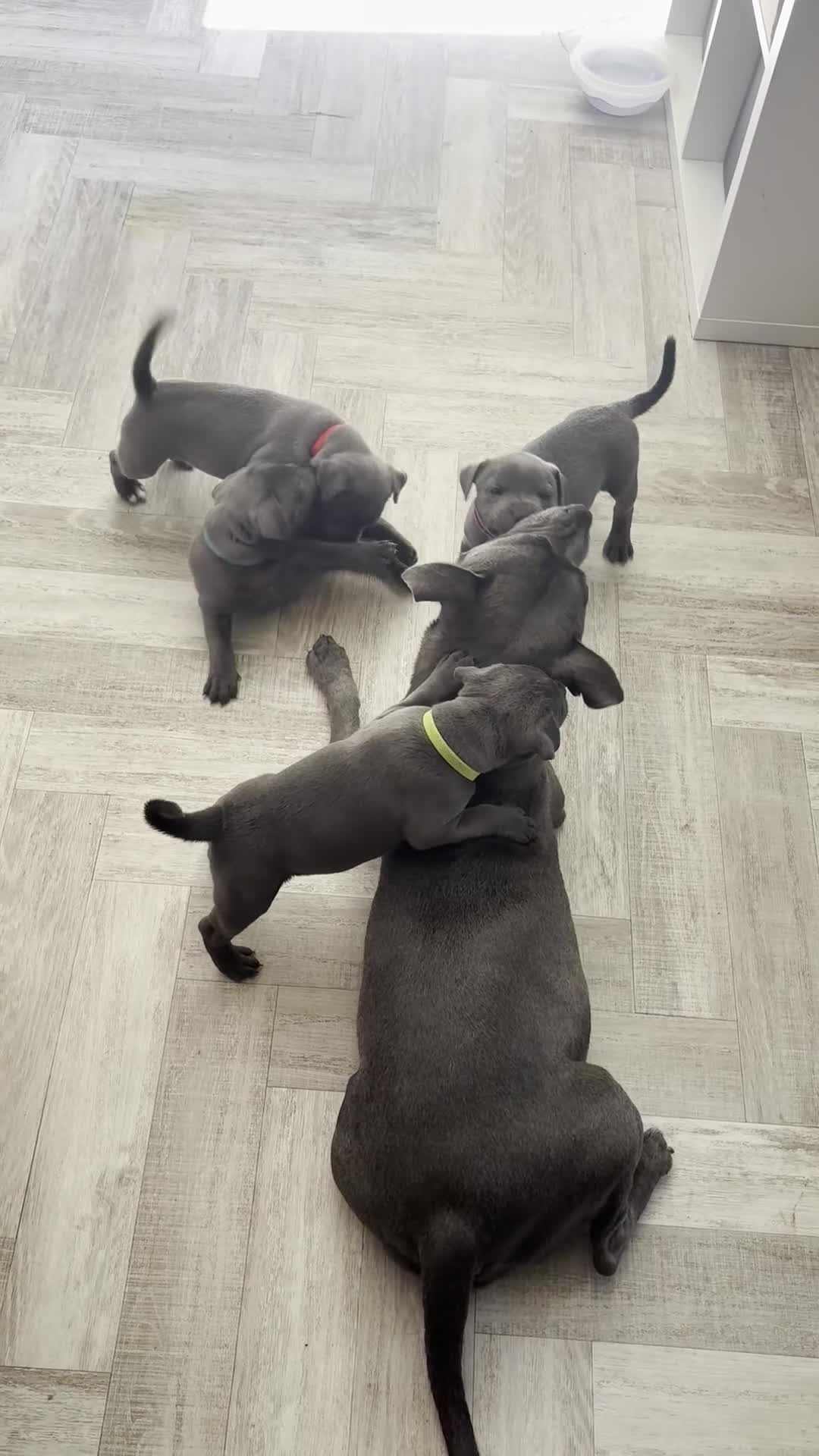 Staffordshire Bull Terrier dogs for sale: KC Registered Blue & Lilac Staffy Puppies 🐾 - Video 1