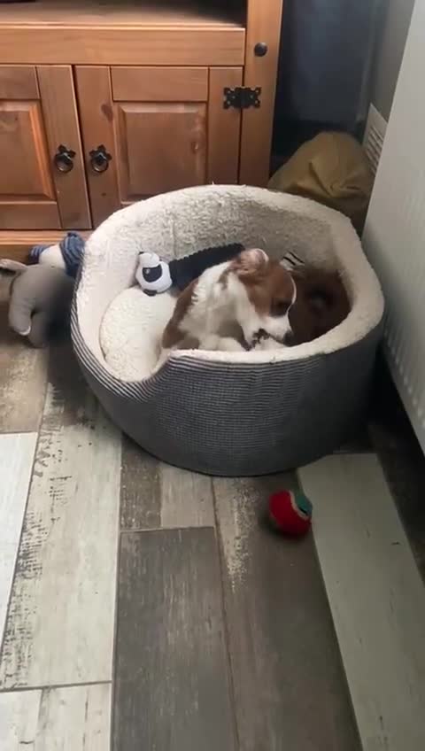 Mixed Breed dogs for adoption: Ornella  - Video 1