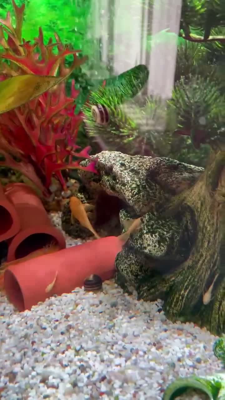 Plecos fish for sale: Lemon Bristlenose Plecos - Video 1
