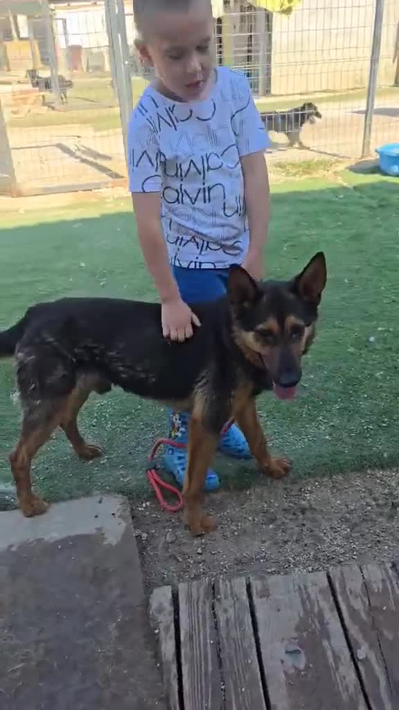 German Shepherd dogs for adoption: RICO  - Video 2
