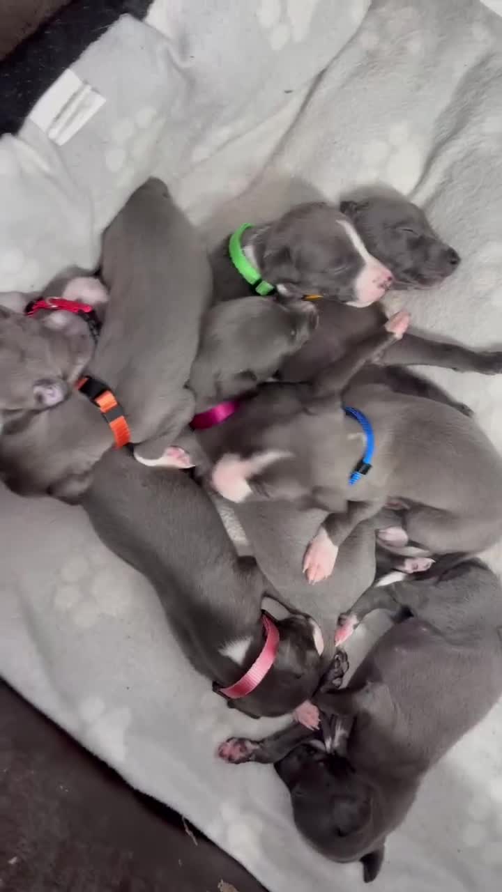 Whippet dogs for sale: Blue kc whippet puppies - Video 1
