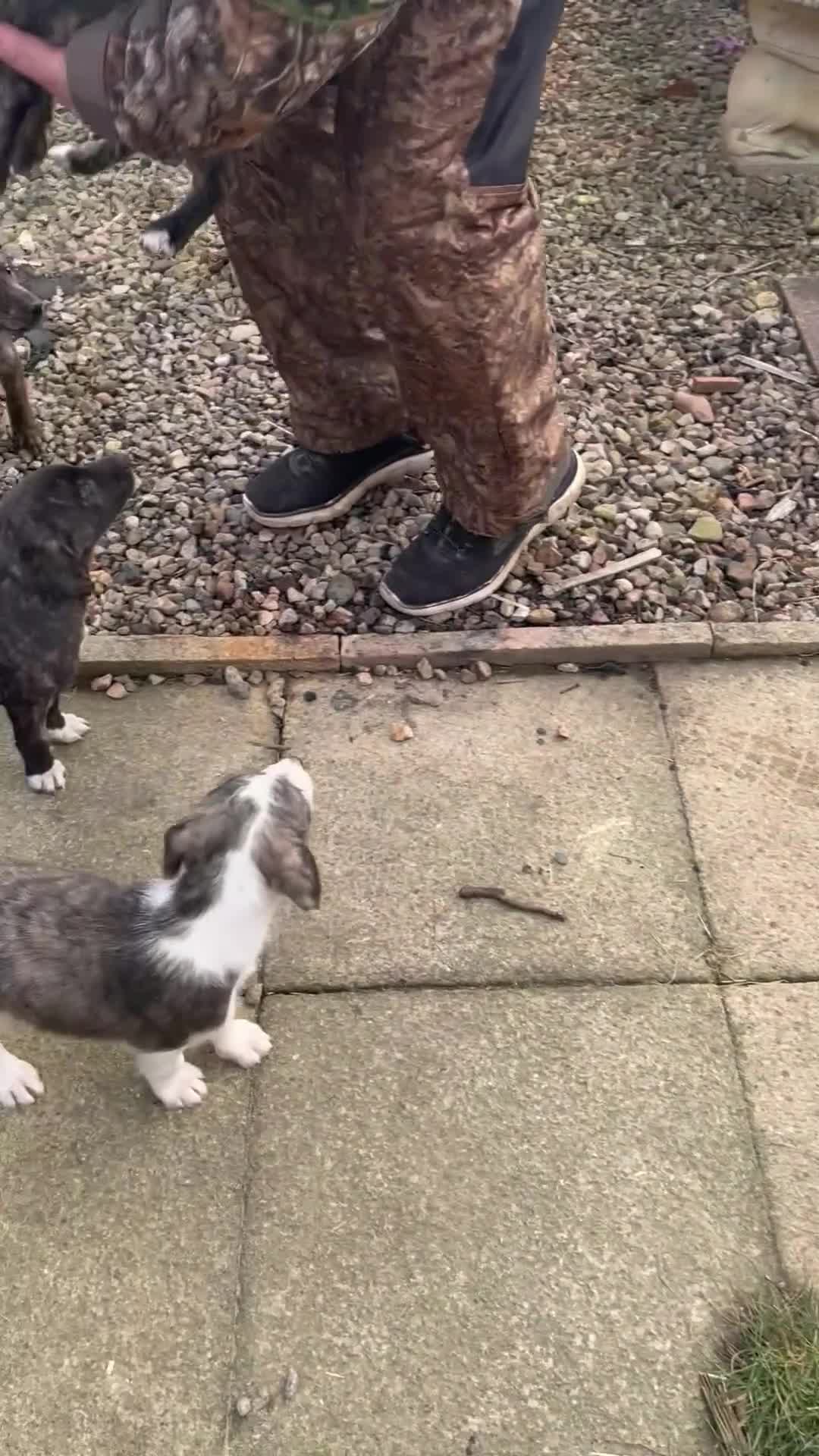 Lurcher dogs for sale: lurcher pups - Video 1