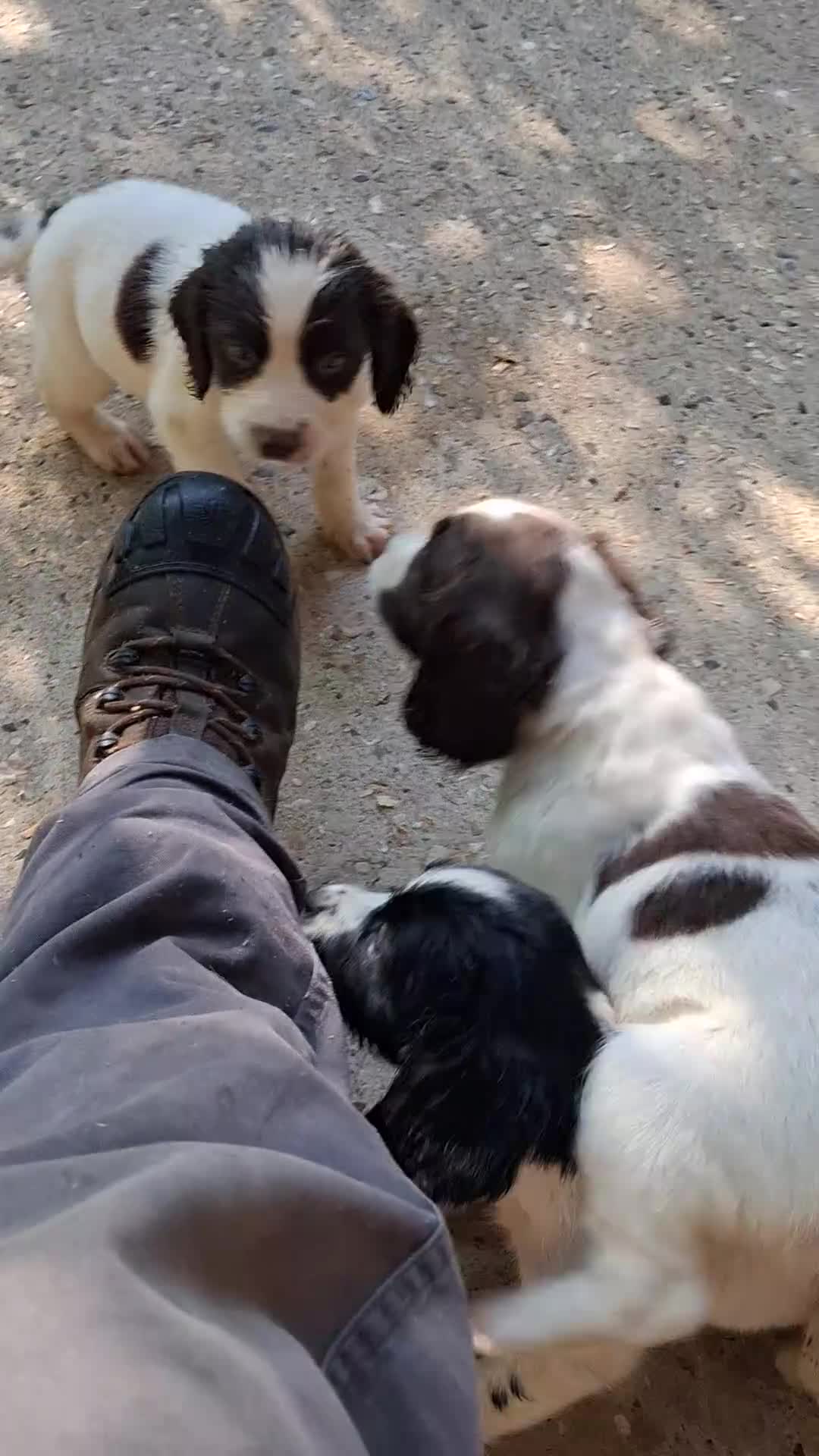 English Springer Spaniel dogs for sale: English Springer Spaniel puppies  - Video 2
