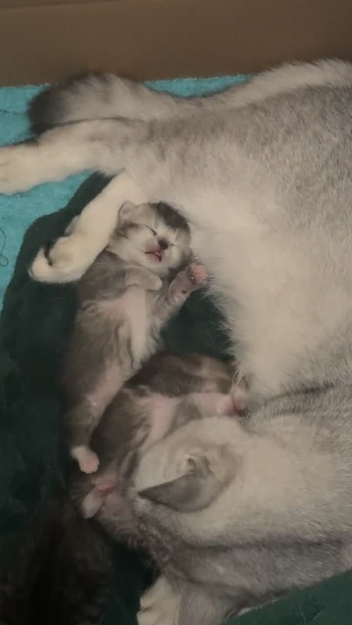 Mixed Breed cats for sale: Rare British Longhair x Scottish straight Kittens✨ - Video 2