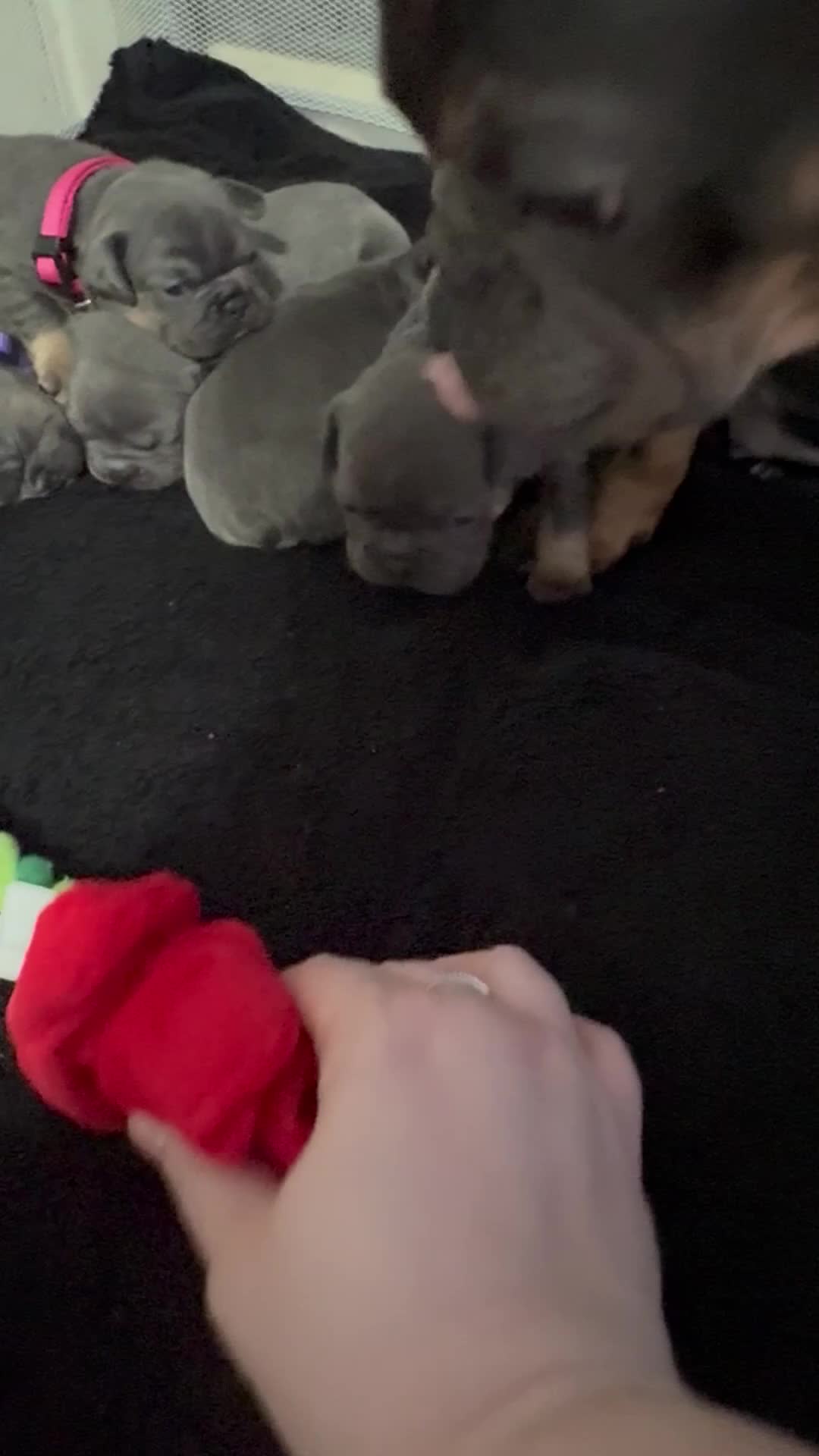 French Bulldog dogs for sale: Beautiful healthy french bulldogs  - Video 4