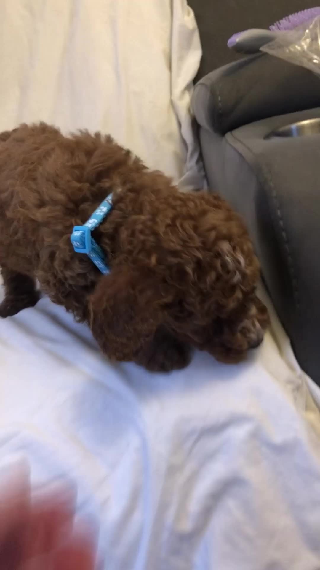 Cockapoo dogs for sale: Cockapoos - Video 2