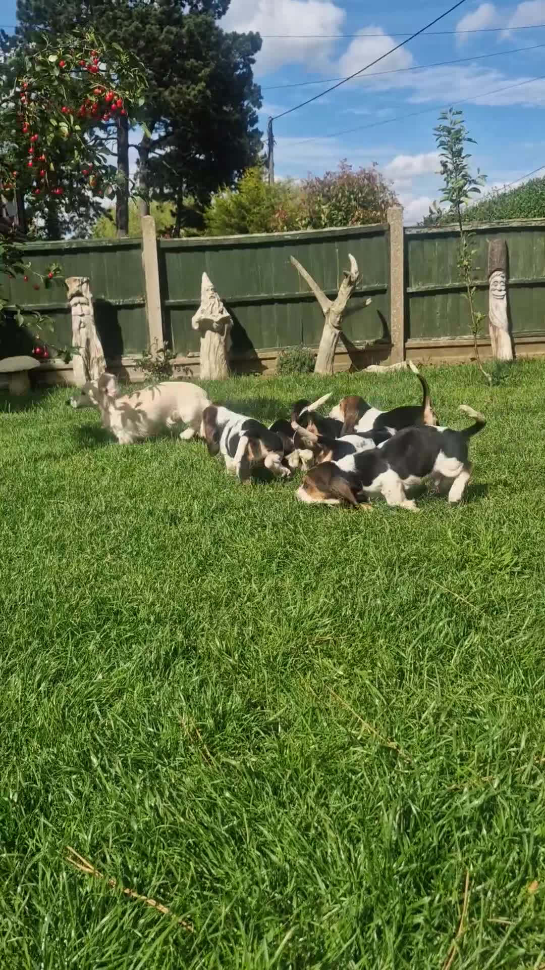 Basset Hound dogs for sale: Beautiful Basset Hounds Ready now - Video 1