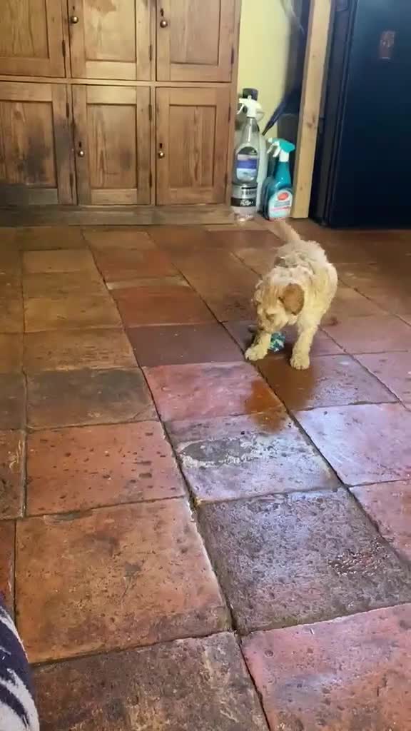 Toy Poodle dogs for sale: Beautiful toy poodle pup. Parents DNA tested in Romford - Video 1