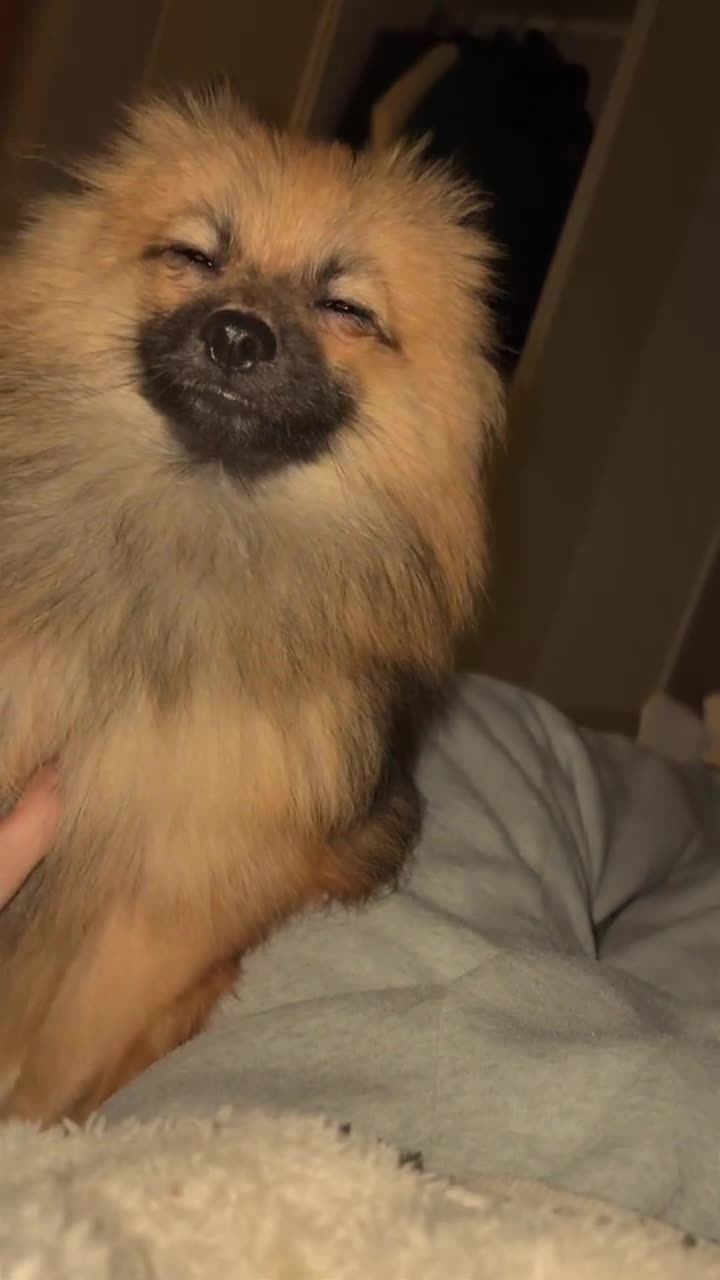 Pomeranian dogs for sale: Romsky - Video 1