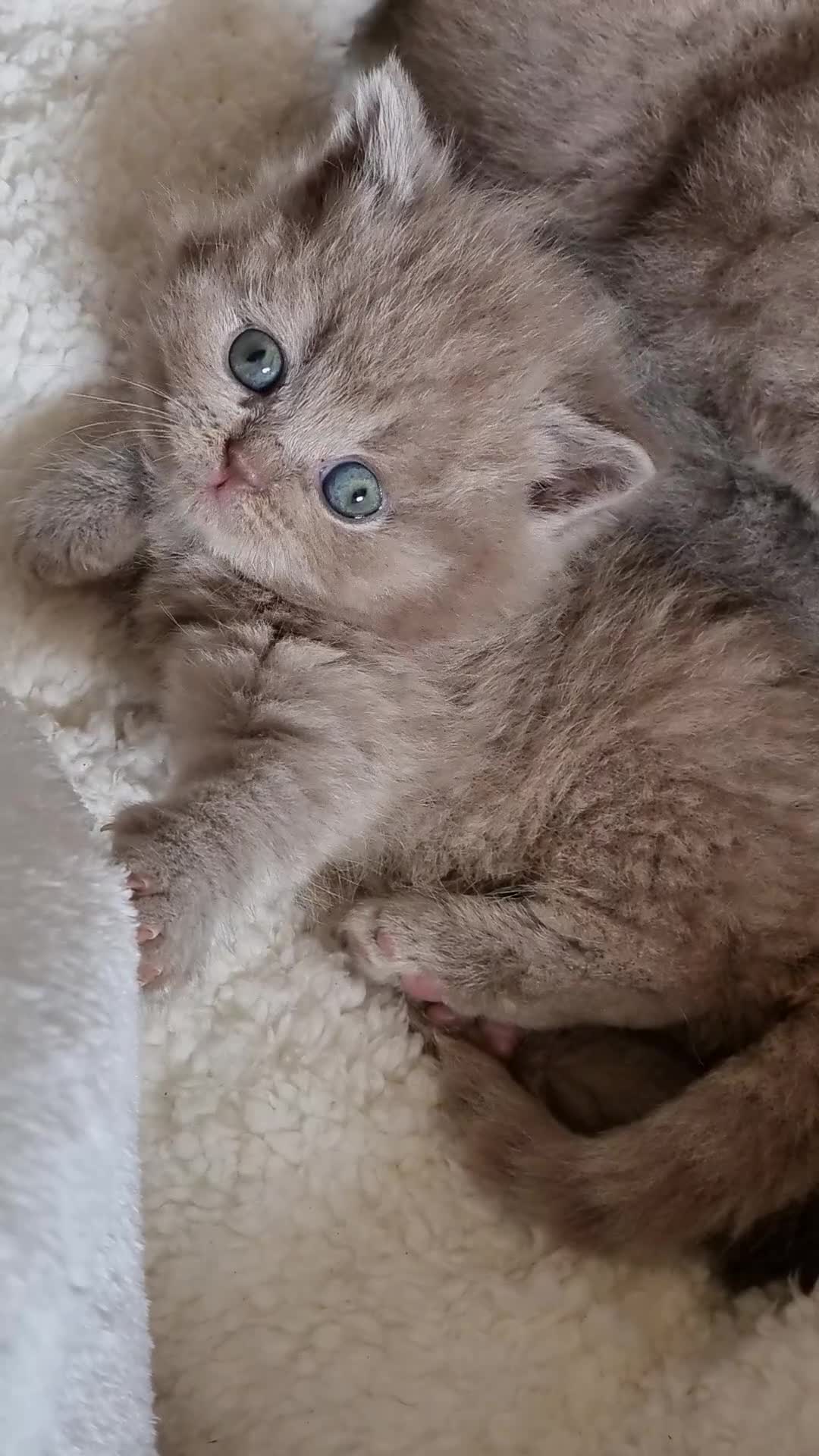 British Shorthair cats for sale: Amazing British Shorhair kittens for sale!!! - Video 1