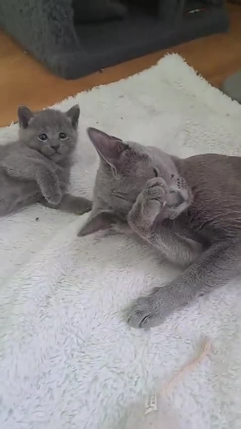 Russian Blue cats for sale: TICA 5* Pedigree Russian Blue Kittens - Video 1