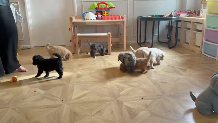 Cavapoo dogs for sale: Teddy bear miniature Cavapoos 🩷 - Video 3