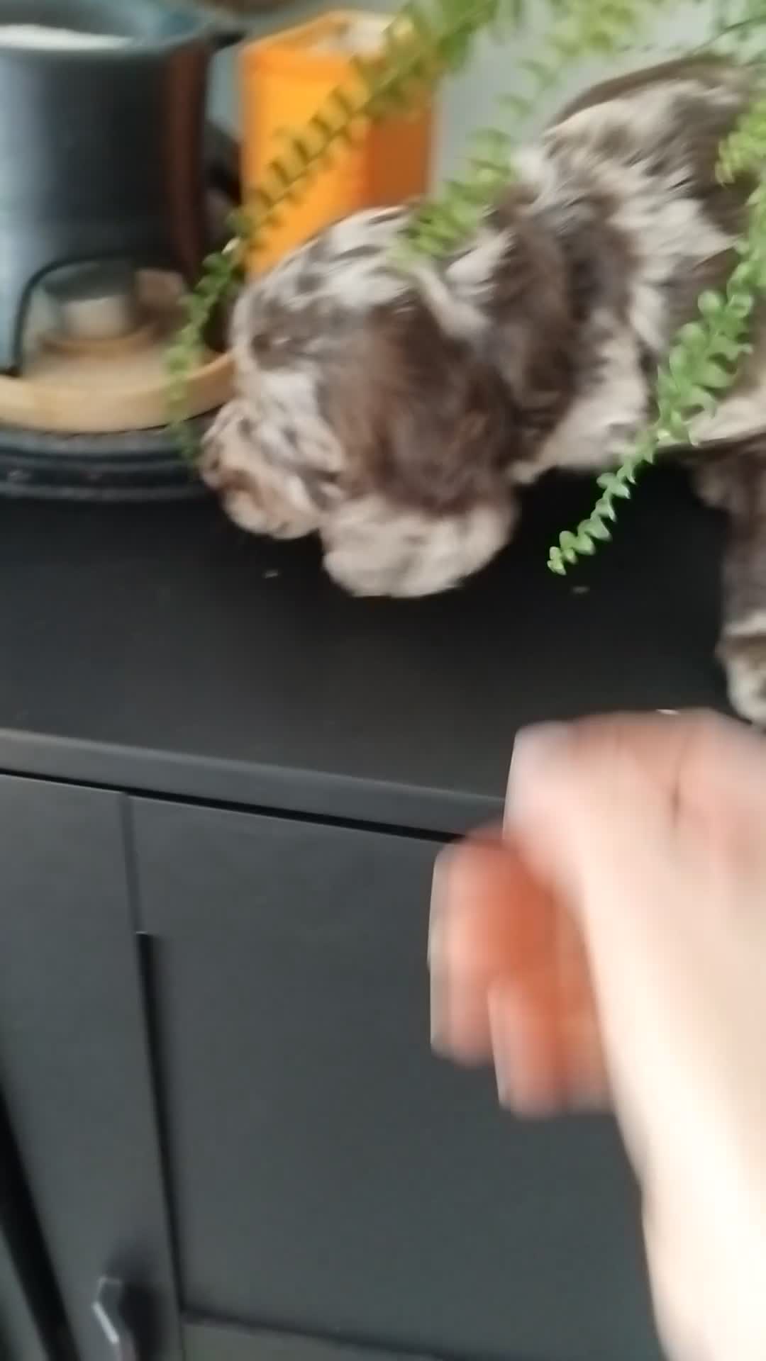Cockapoo dogs for sale: 🐾 Beautiful Cockapoo Puppies 🐾75%cocker25%poodle - Video 3