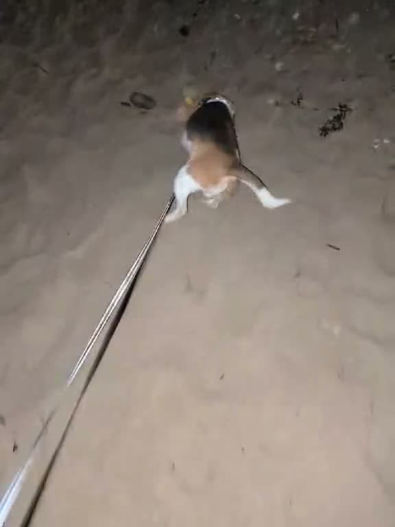 Beagle dogs for stud: Baxter - 2 Year Old Beagle for Stud - Video 2